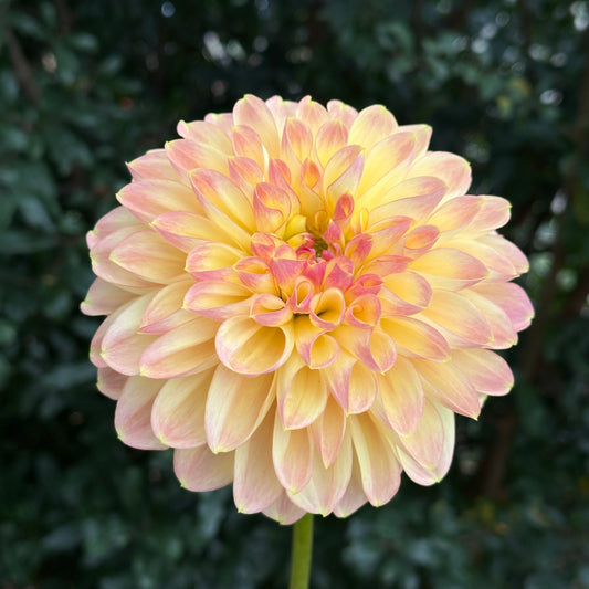 Zahradnic Dragon Dahlia (Limit 1 p.p)