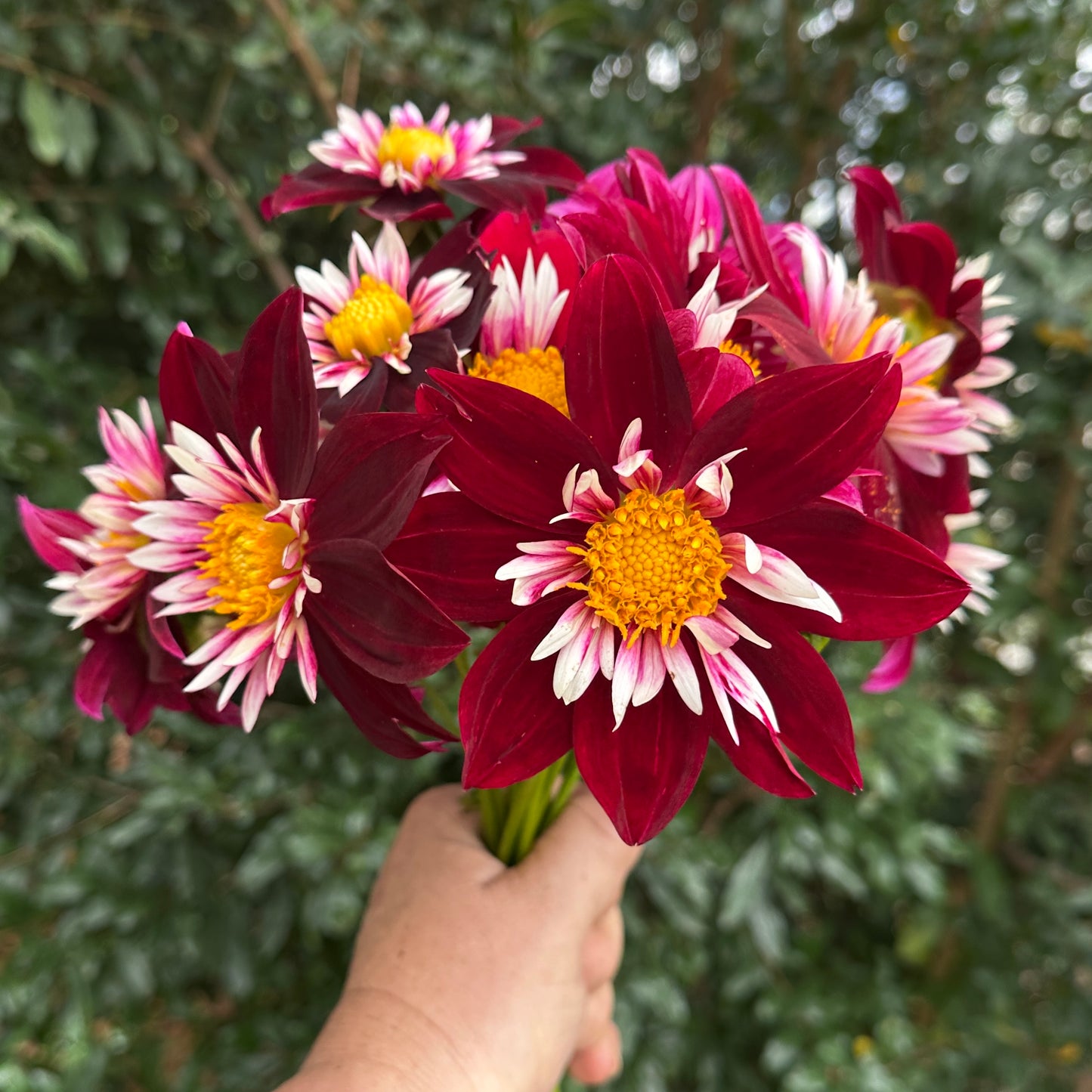 Night Butterfly Dahlia Tuber