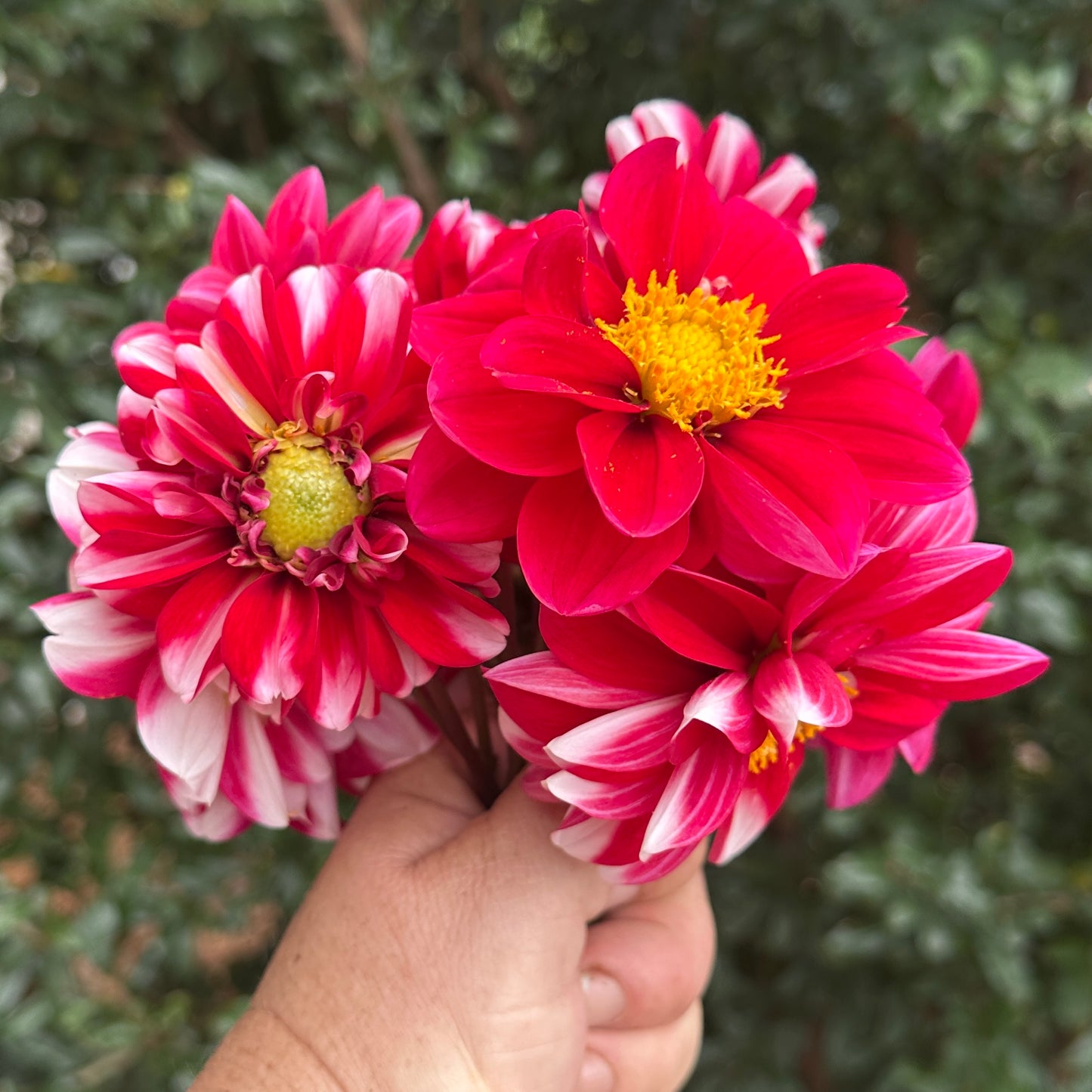 Dalaya Jadoo Dahlia Tuber