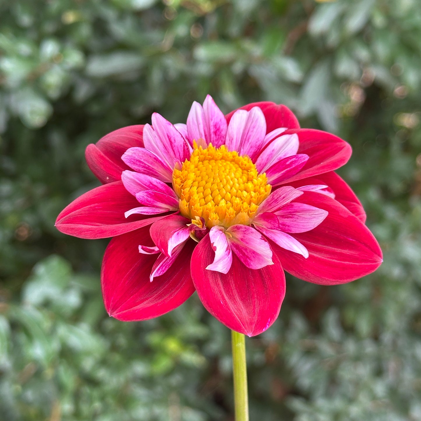 Joyful Investment Dahlia Tuber