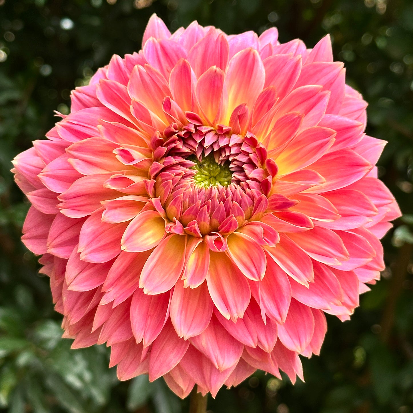 Navah Pretty Coral Dahlia Tuber
