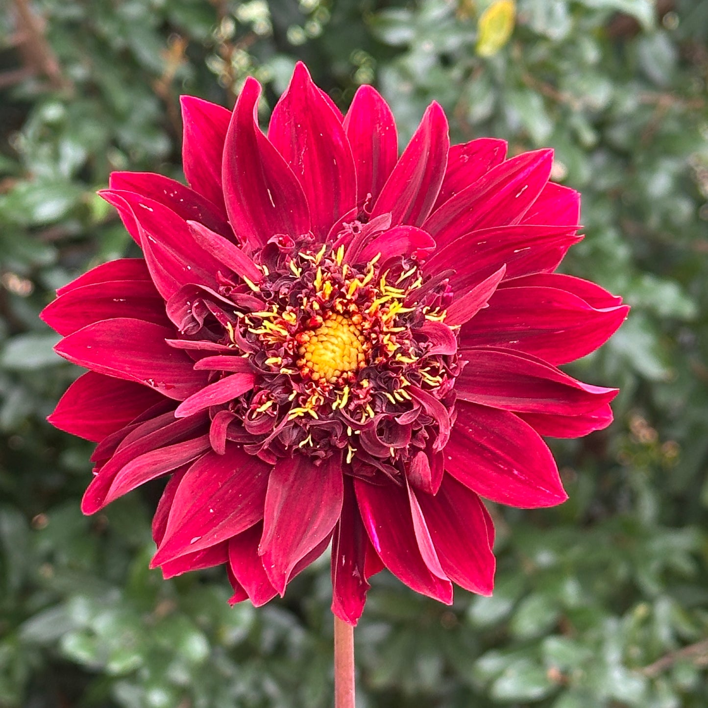 Soulman Dahlia Tuber