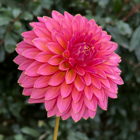 Skipley Spot of Gold Dahlia (Limit 1 p.p)