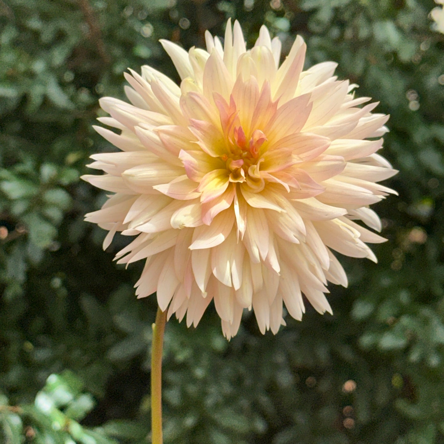 Henriette Dahlia Tuber