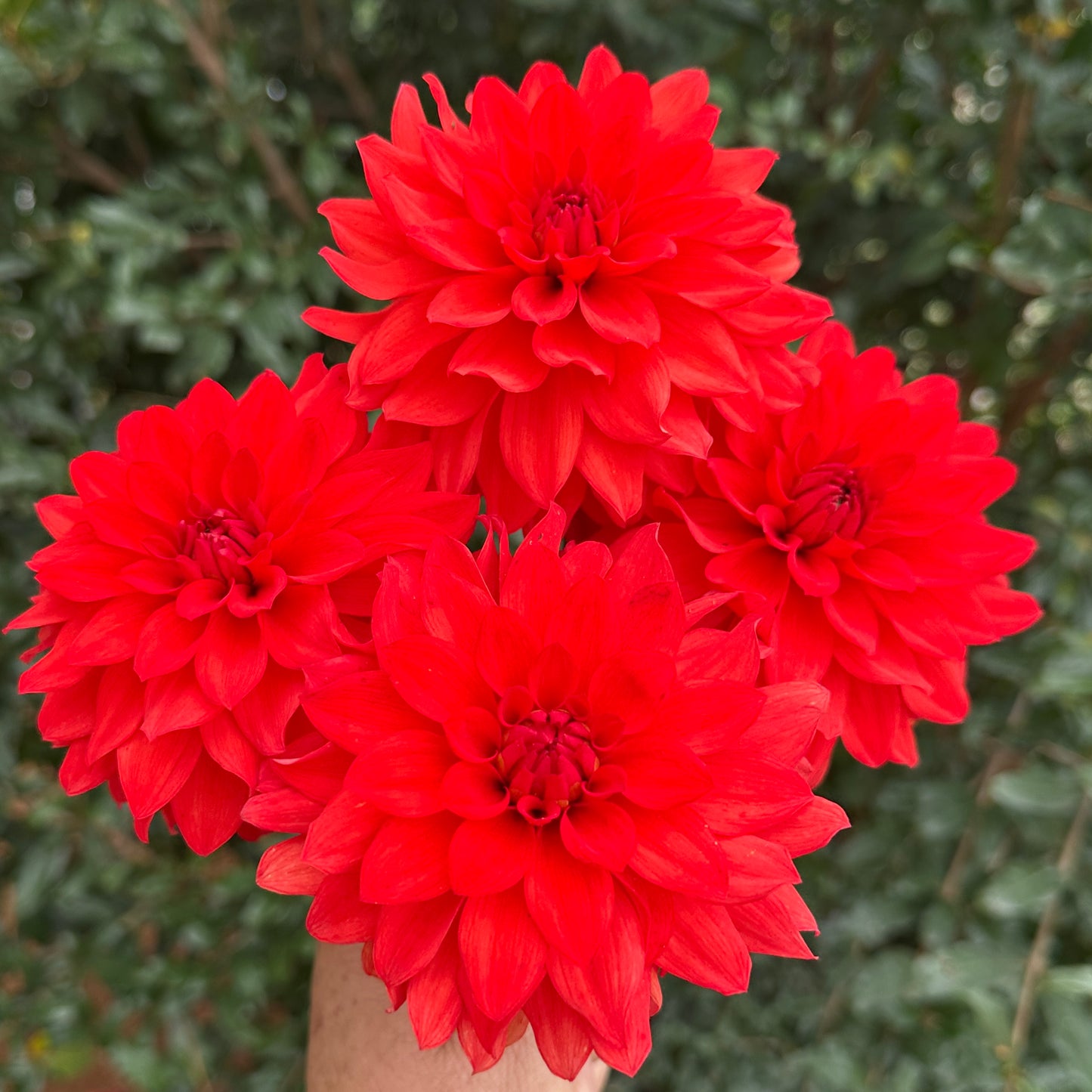 Red Pygme Dahlia Tuber