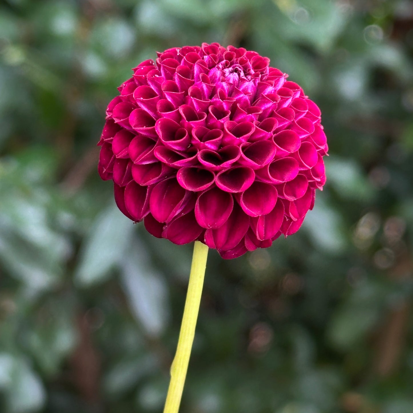 Moor Place Dahlia Tuber