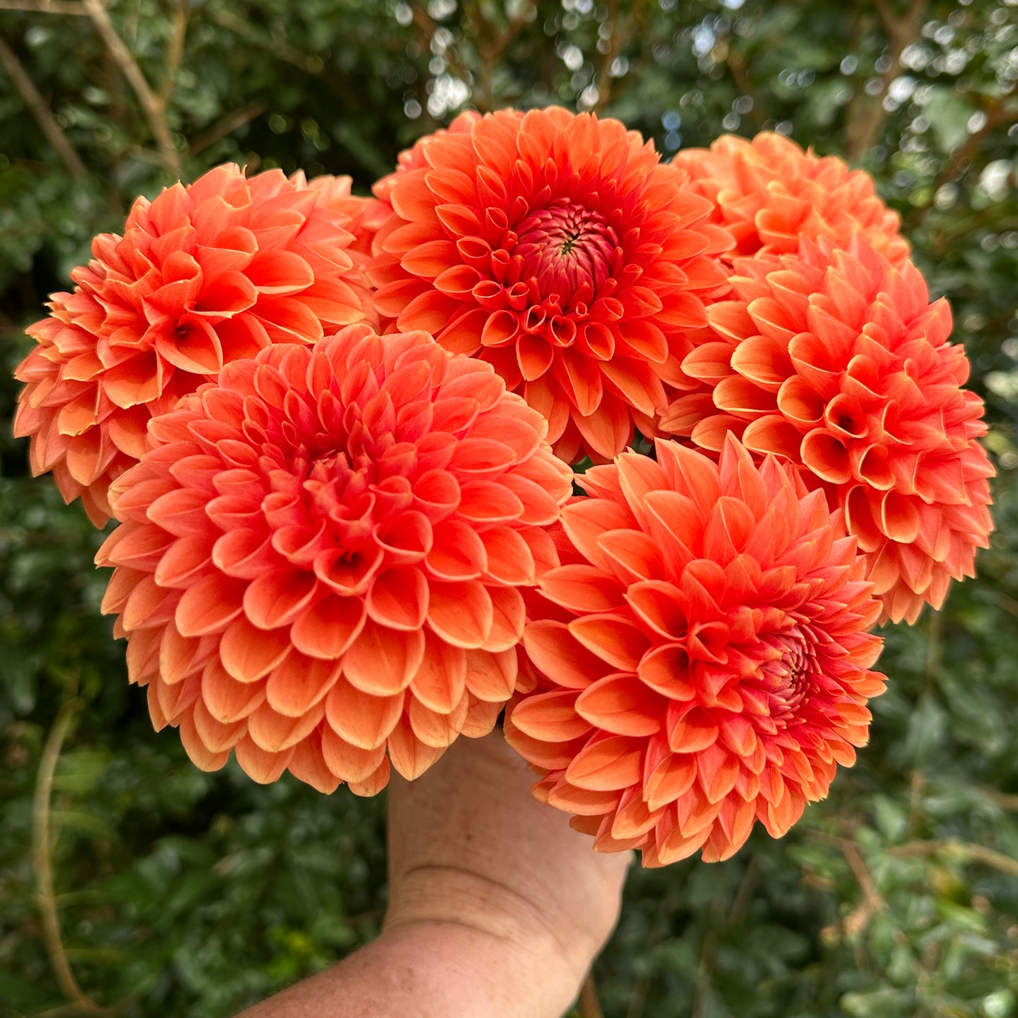 Sylvia AKA Maarn Dahlia Tuber