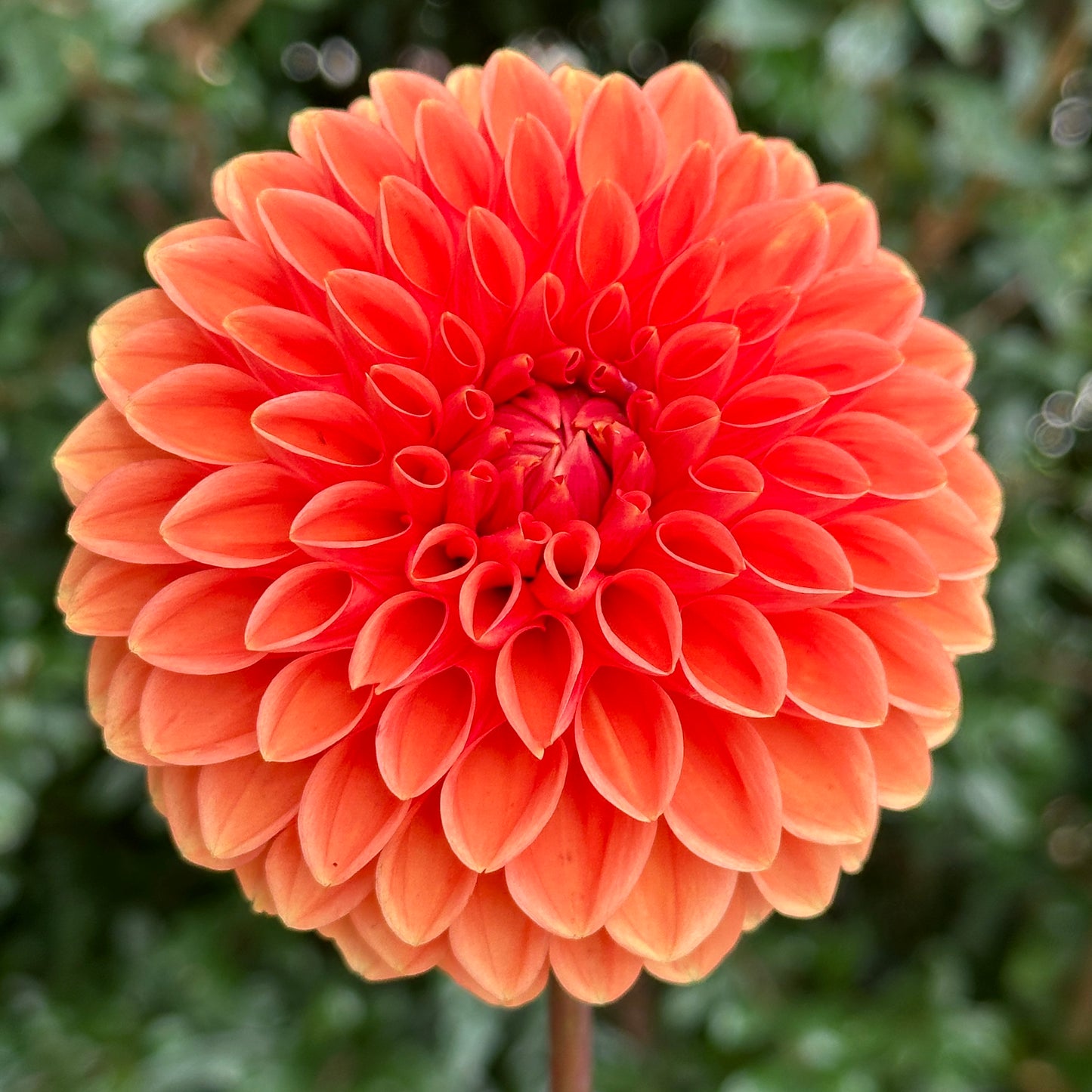 Sylvia AKA Maarn Dahlia Tuber