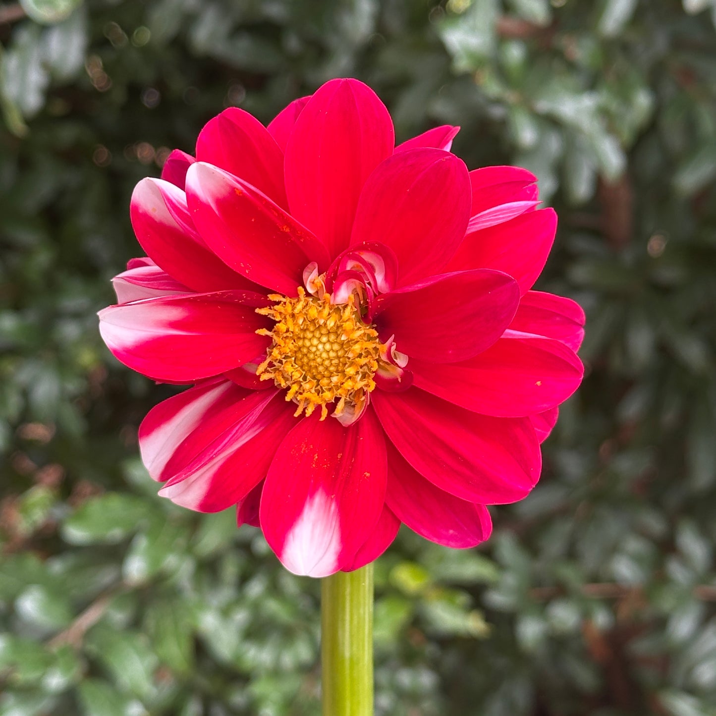 Dalaya Jadoo Dahlia Tuber