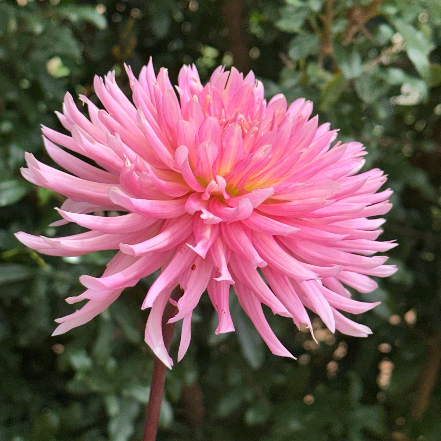 Hollyhill Cotton Candy Dahlia Tuber