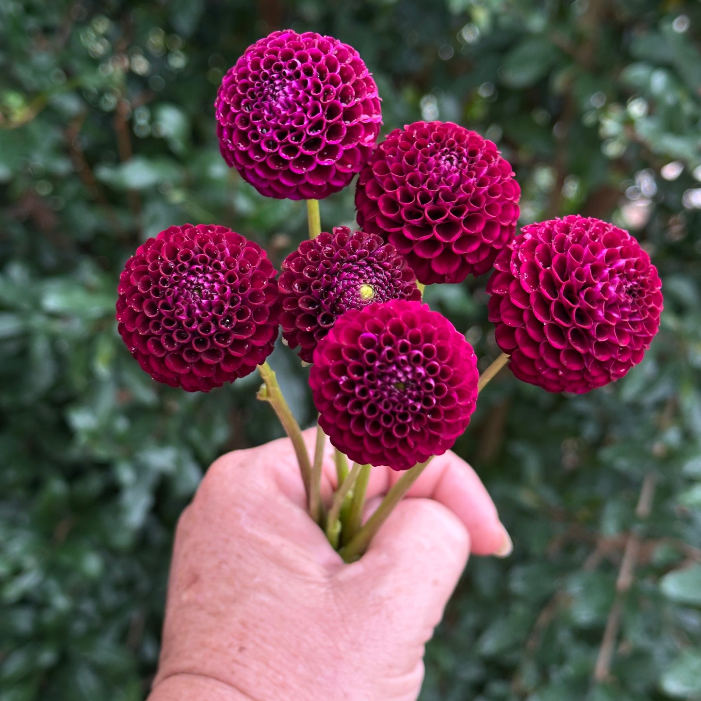 Moor Place Dahlia Tuber
