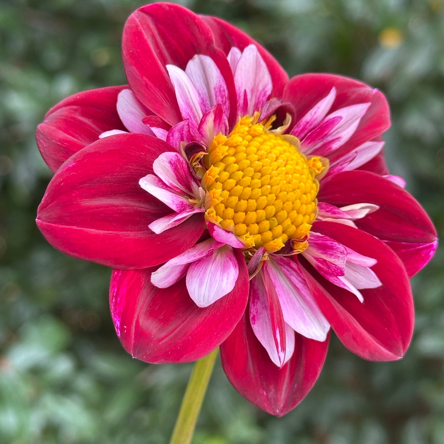 Joyful Investment Dahlia Tuber