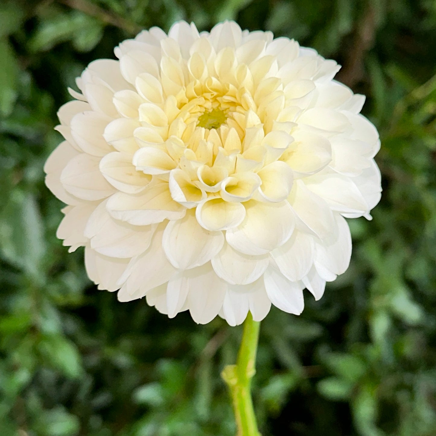 Bazuin Snow White Dahlia Tuber