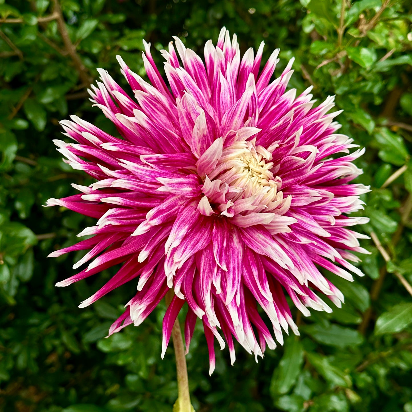 Vancouver Dahlia Tuber
