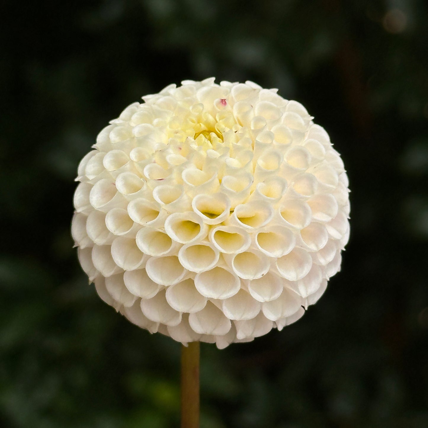 Small World Dahlia Tuber