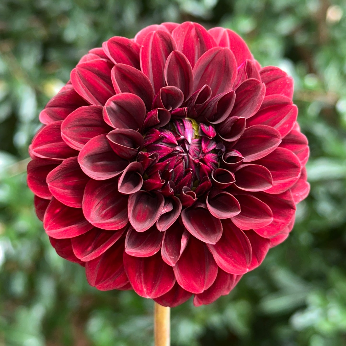 Pallada Dahlia Tuber
