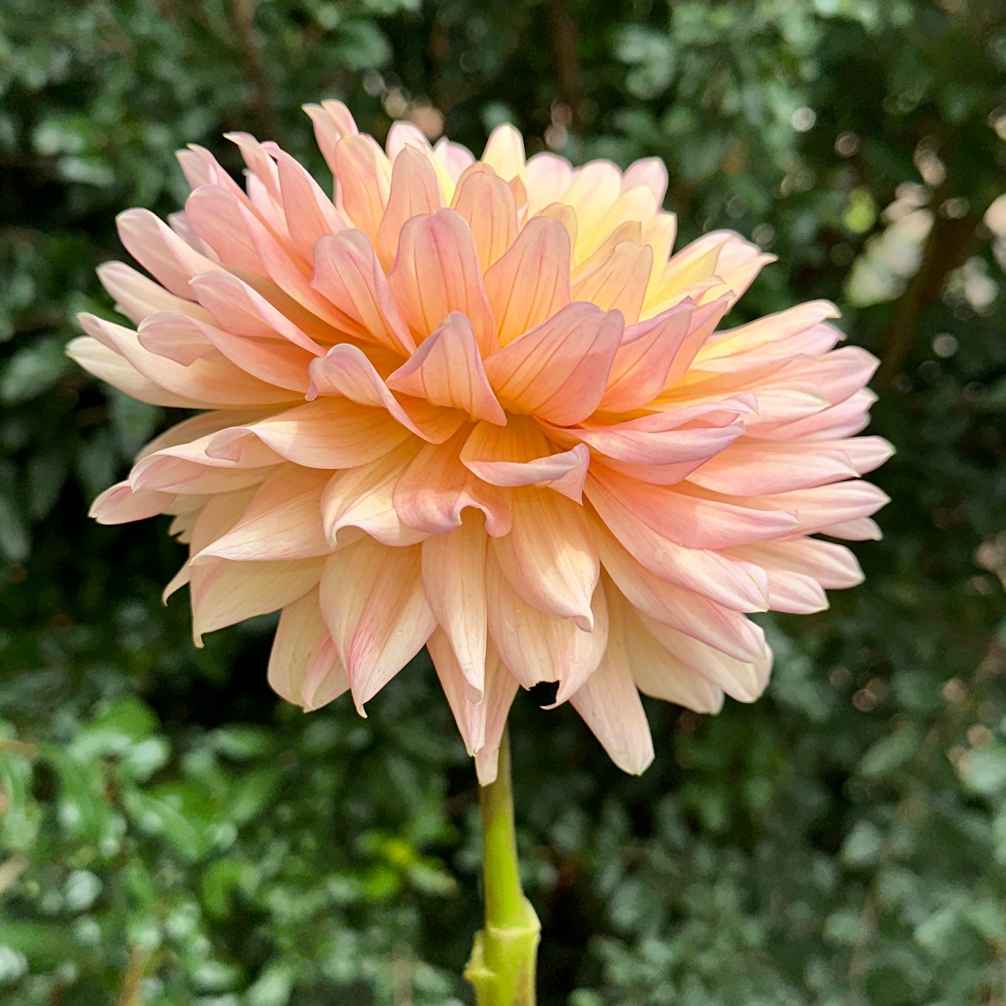 Rondeville Christopher Dahlia Tuber