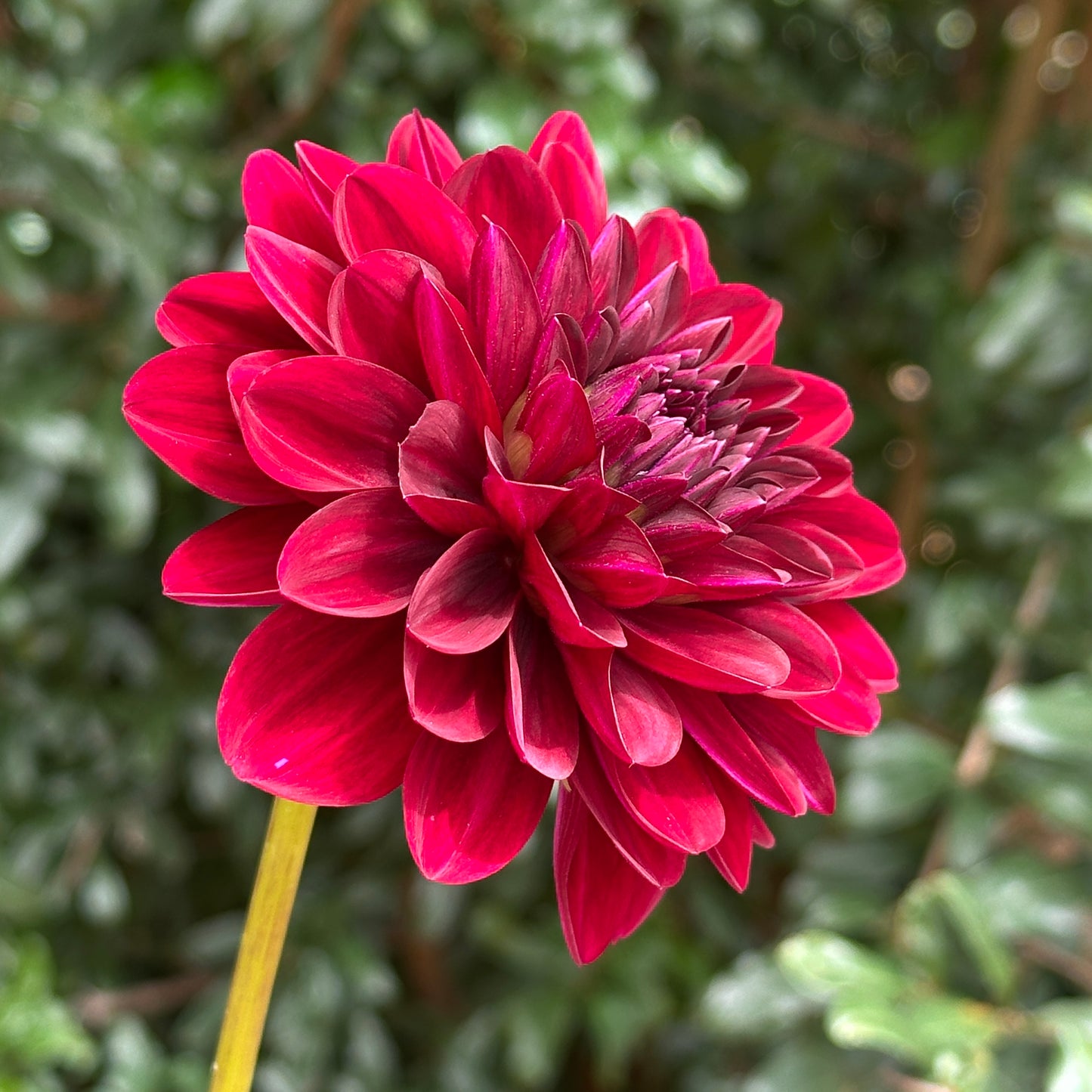Karma Naomi Dahlia Tuber