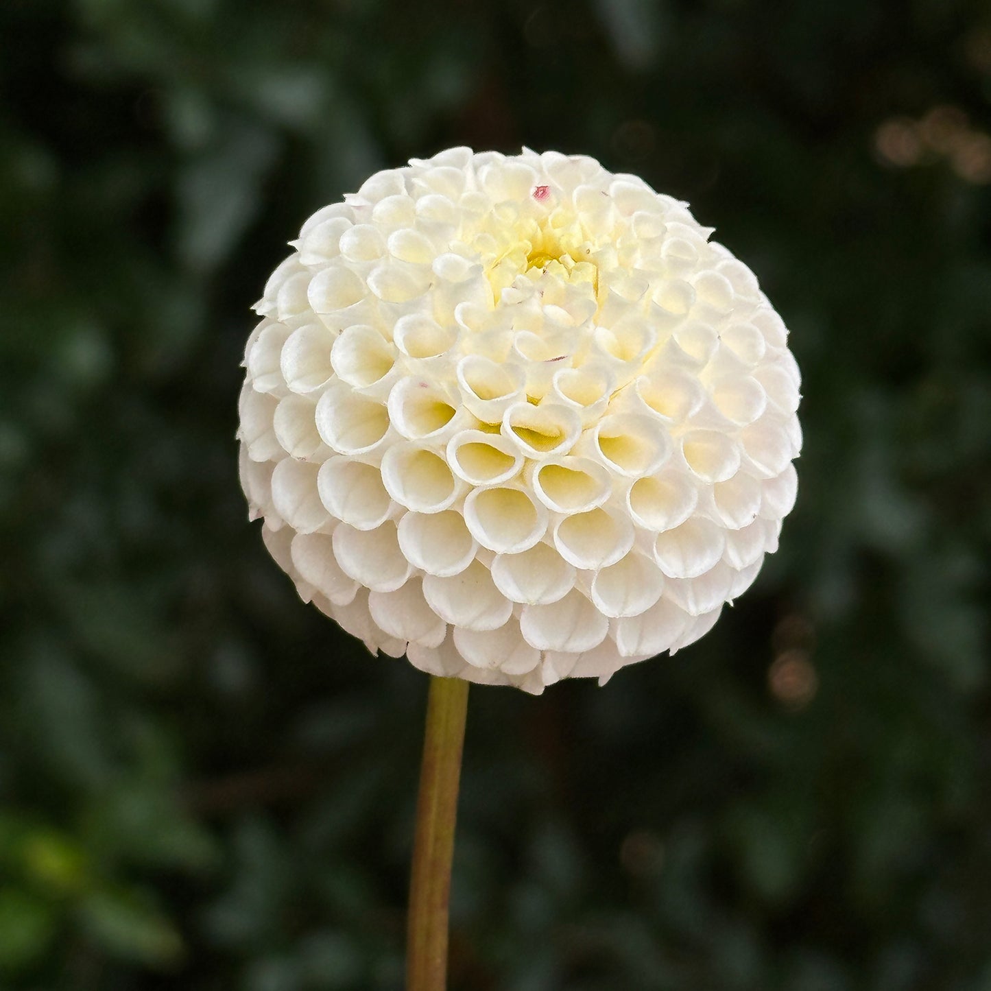 Small World Dahlia Tuber