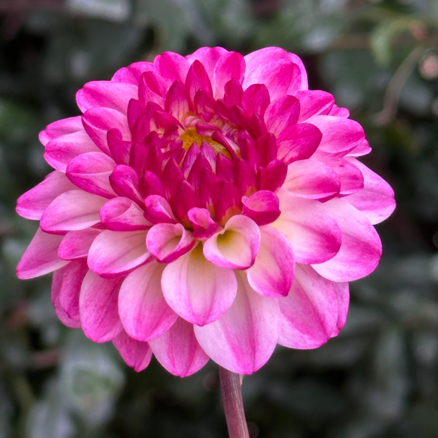 Nina's Choice Dahlia Tuber