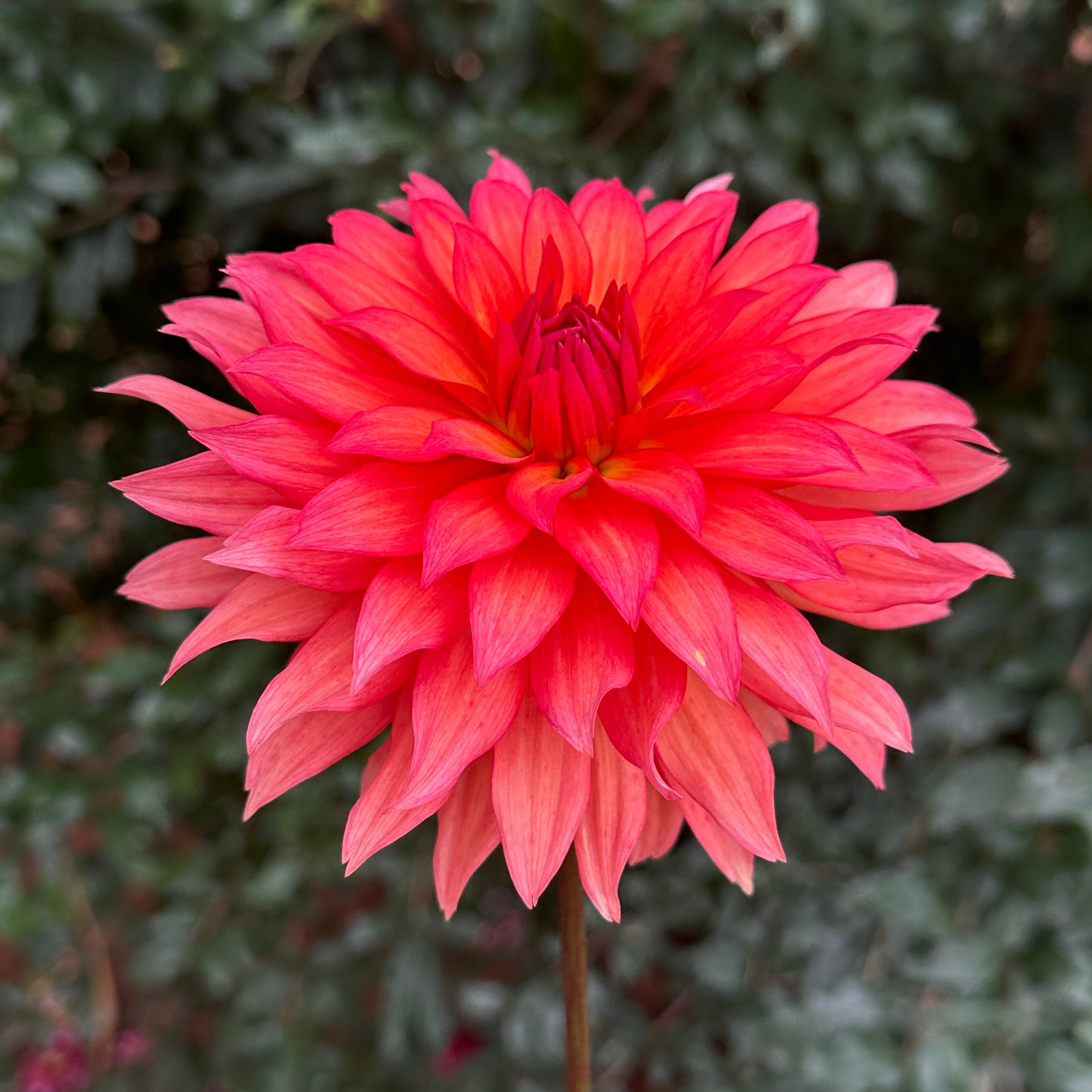 Autumn Fairy Dahlia Tuber