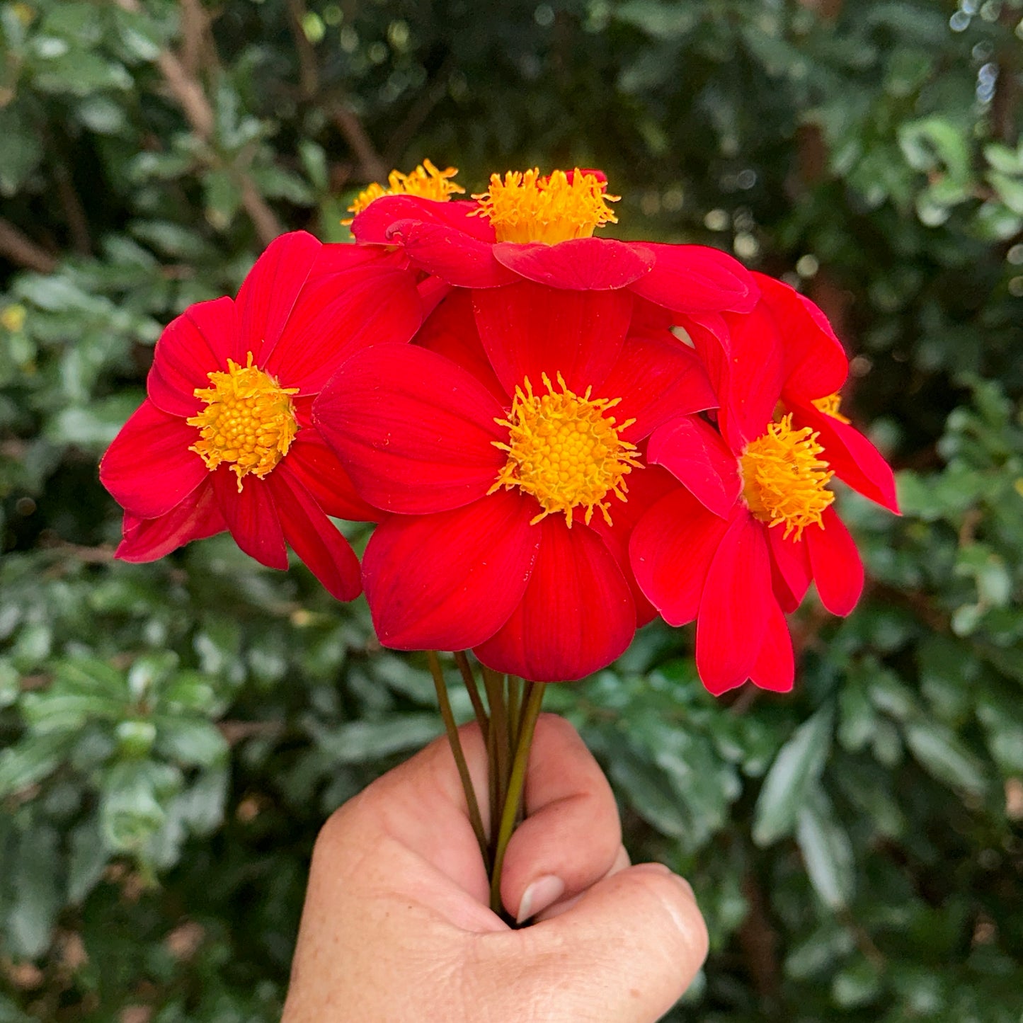 Topmix Red Dahlia Tuber