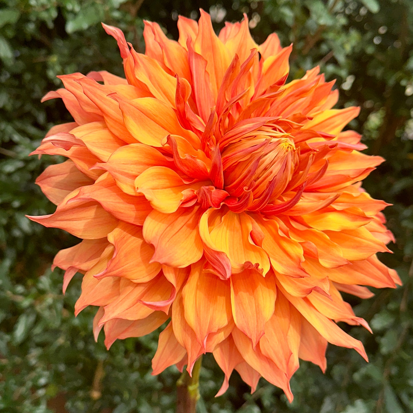 Hamari Gold Dahlia Tuber