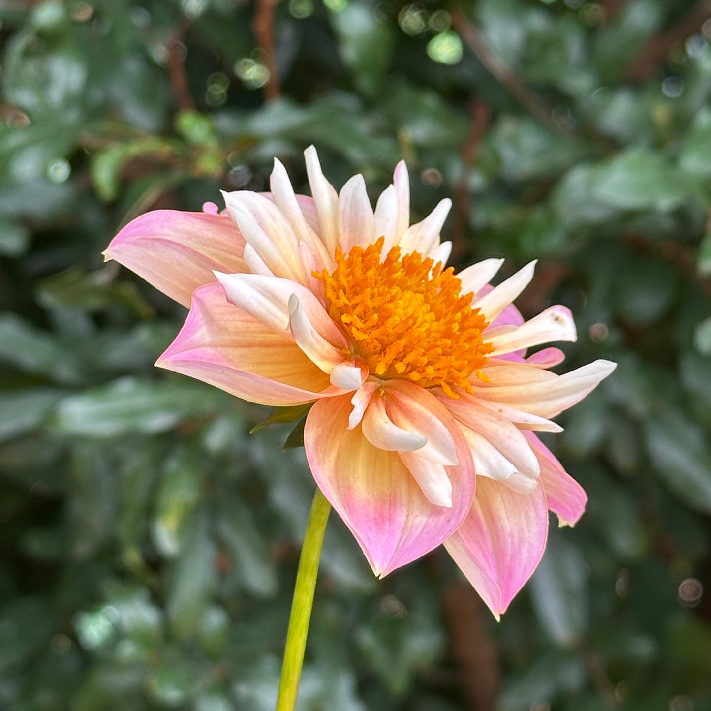 Pepita Pink Dahlia (Limit 1 p.p)