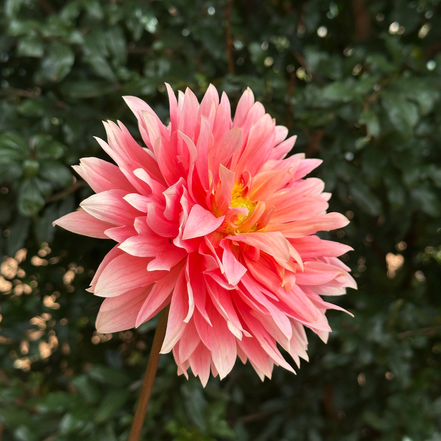 Carolina Wagemans Dahlia (Limit 1 p.p)