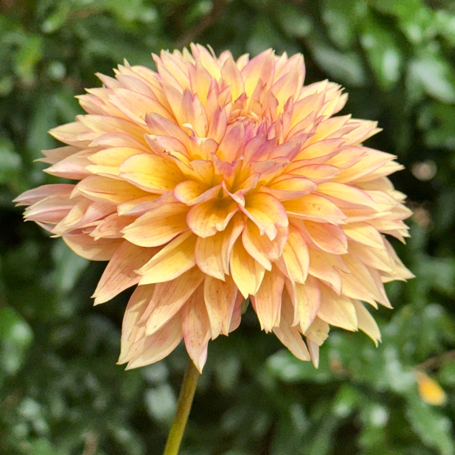 Kick Off Dahlia Tuber