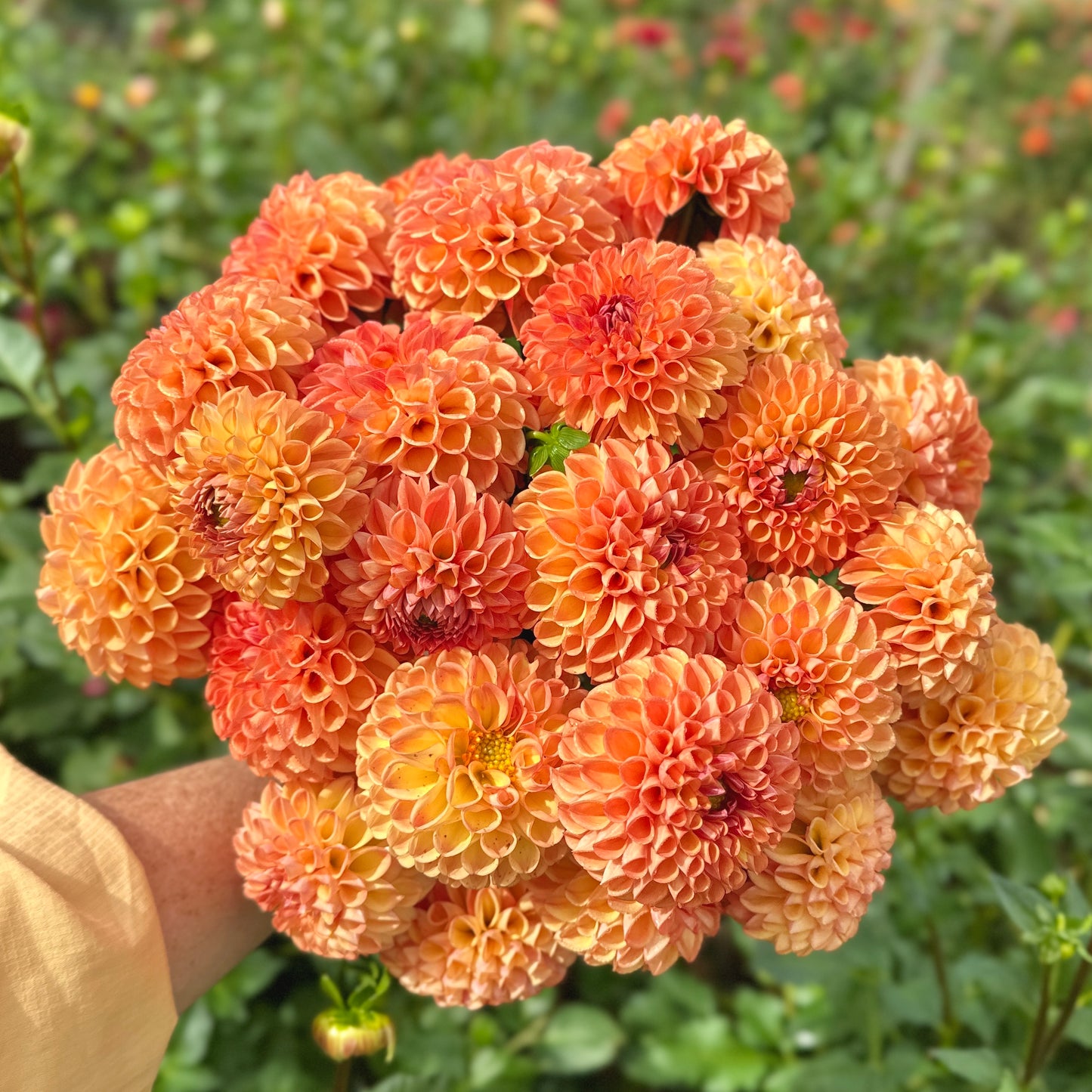 Douglas Cisco Dahlia Tuber (Limit 1 p.p)