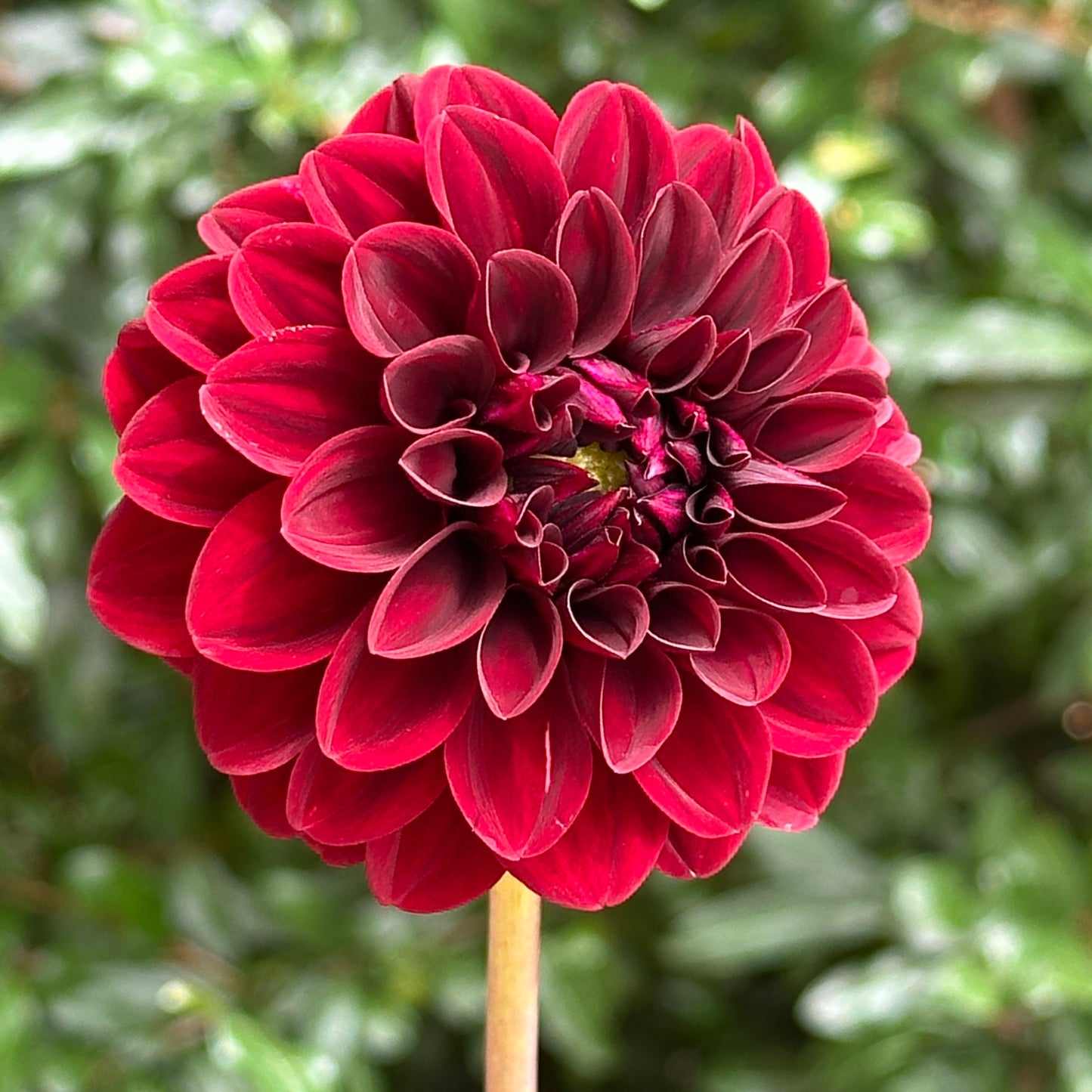 Pallada Dahlia Tuber