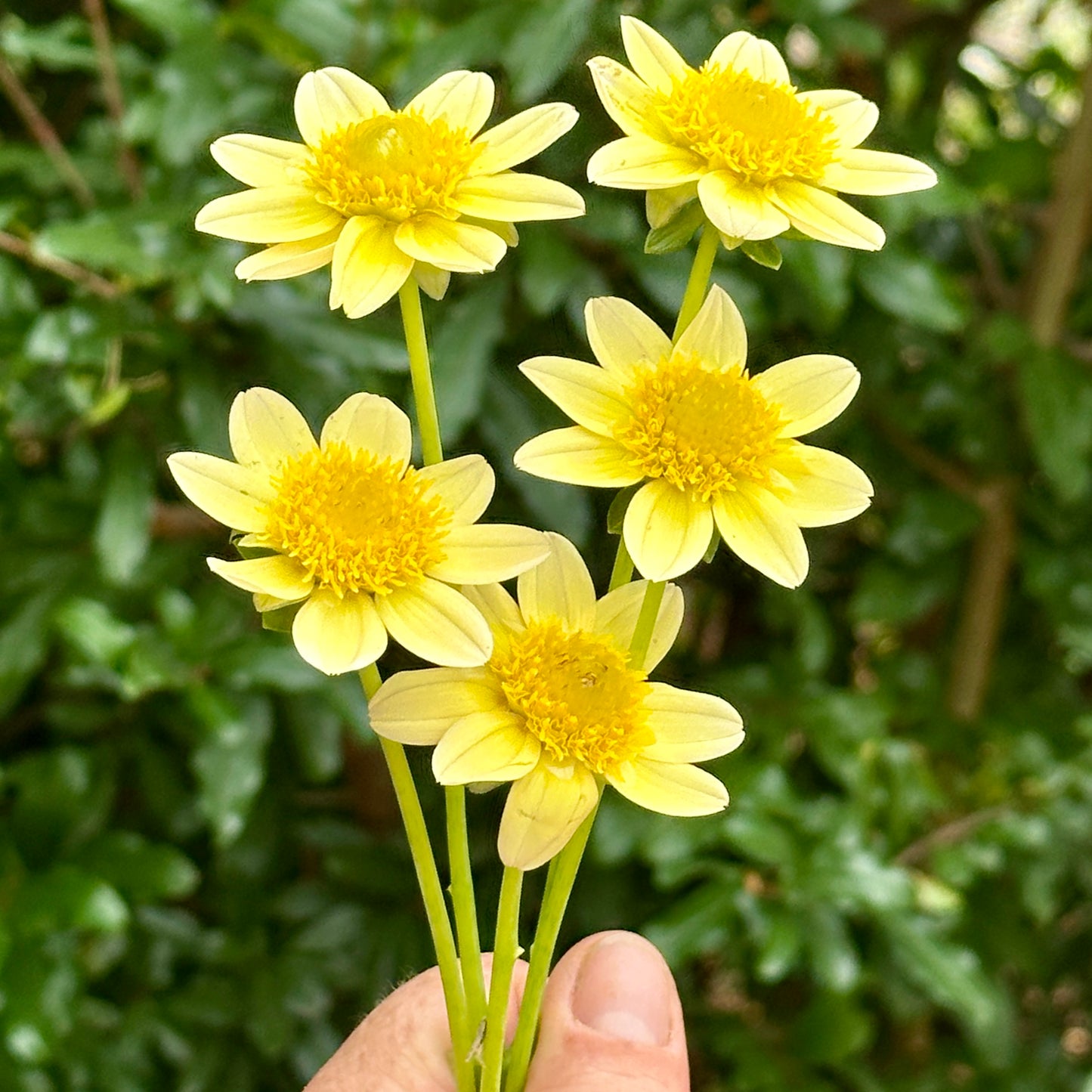 Topmix Yellow Dahlia Tuber