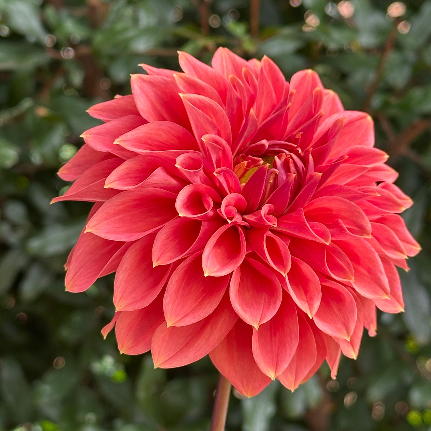 Hy Patti Dahlia (Limit 1 p.p)