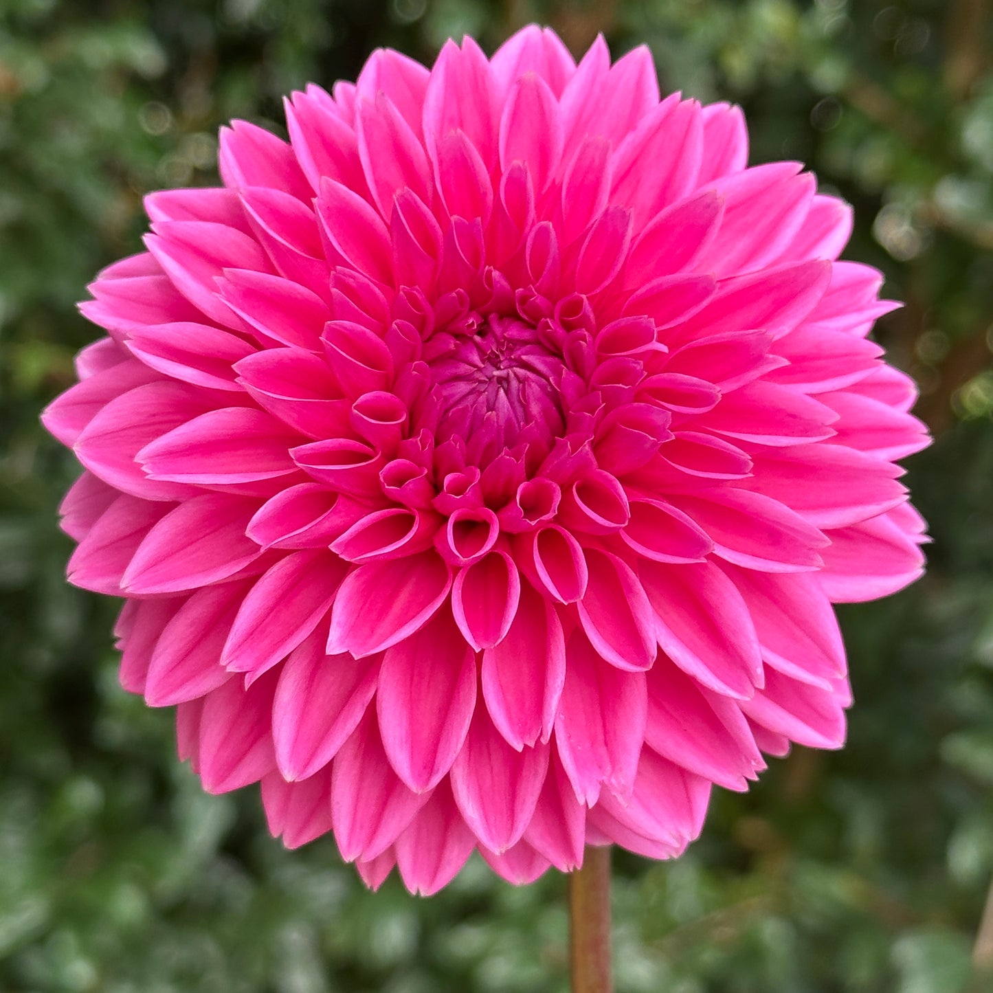 Sandra AKA Pink Sylvia Dahlia Tuber