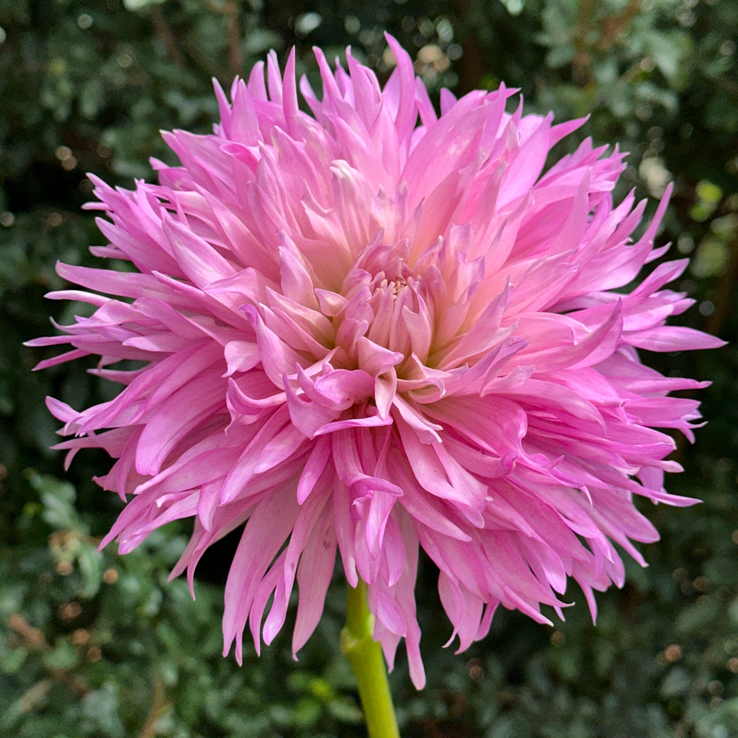 Labyrinth Two Tone Dahlia Tuber