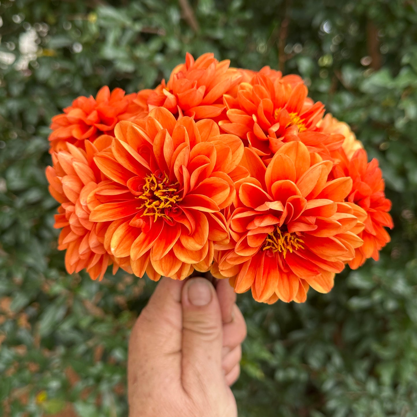 Dalaya Apricot with Red Eye Dahlia Tuber
