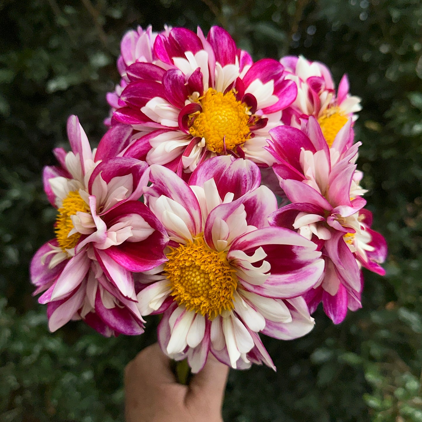 Bumble Rumble Dahlia Tuber