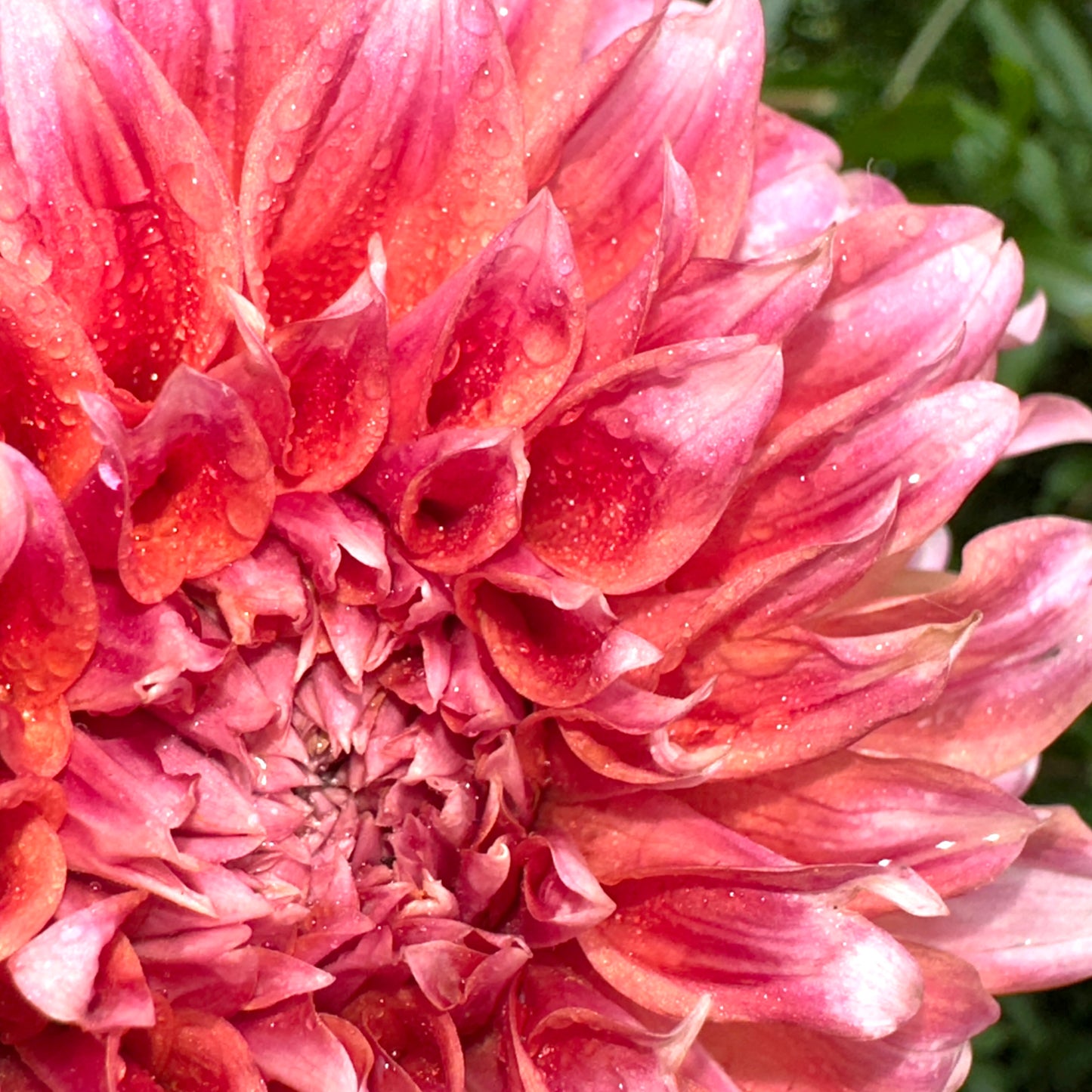 Hollyhill Orange Ice Dahlia (Limit 1p.p)