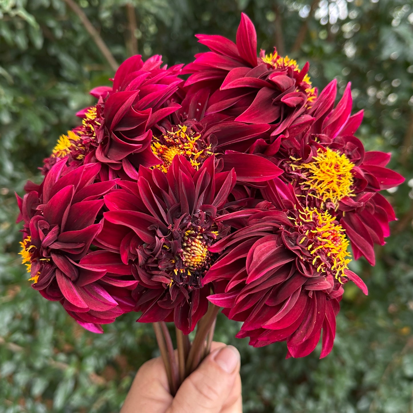 Soulman Dahlia Tuber