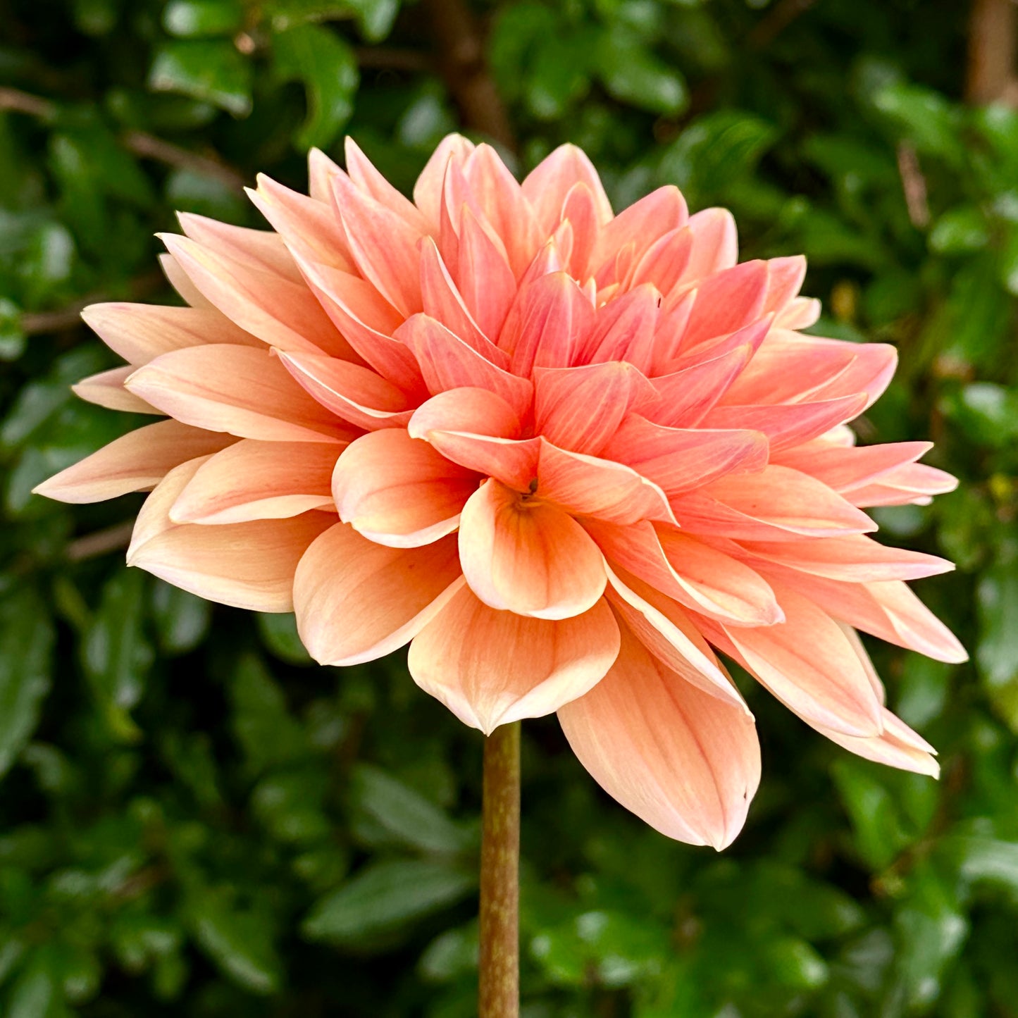 Mister Frans Dahlia Tuber
