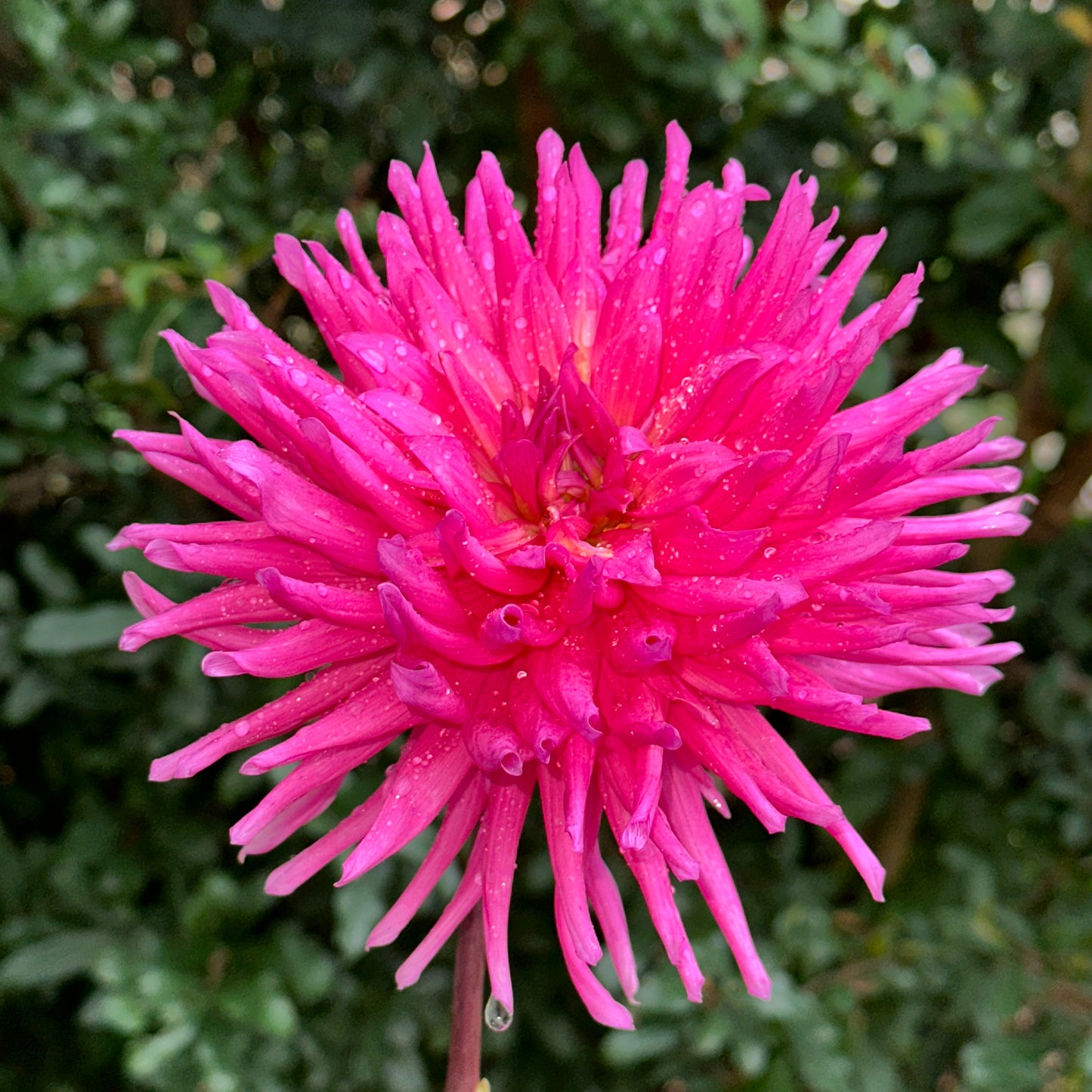Purple Gem Dahlia Tuber
