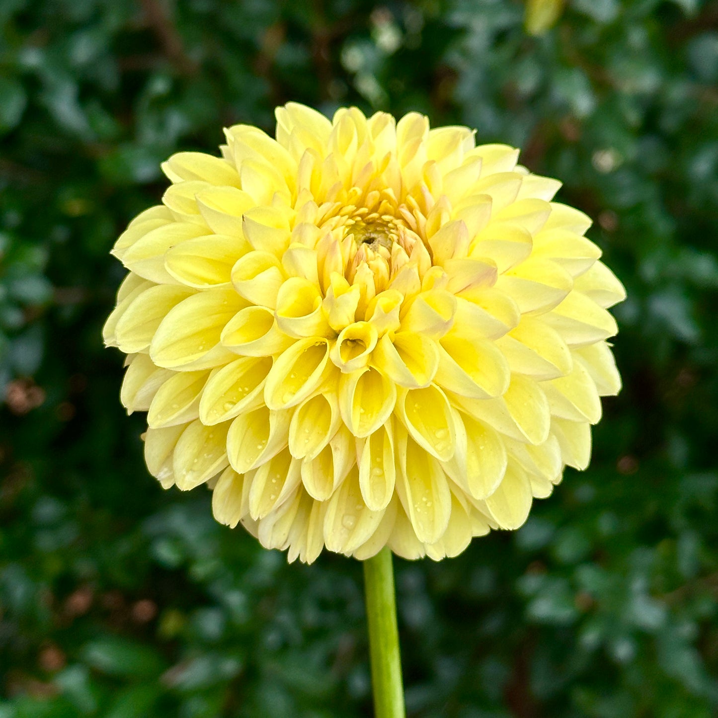 Golden Eye Dahlia Tuber