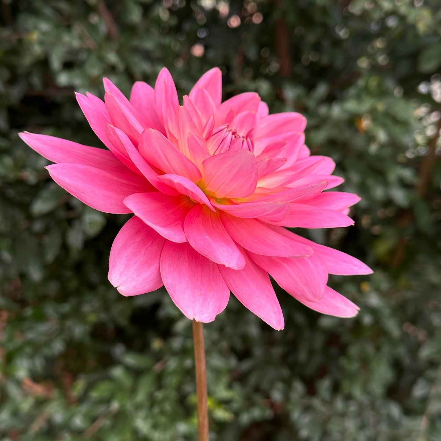 Gerrie Hoek Dahlia (Limit 1 p.p)