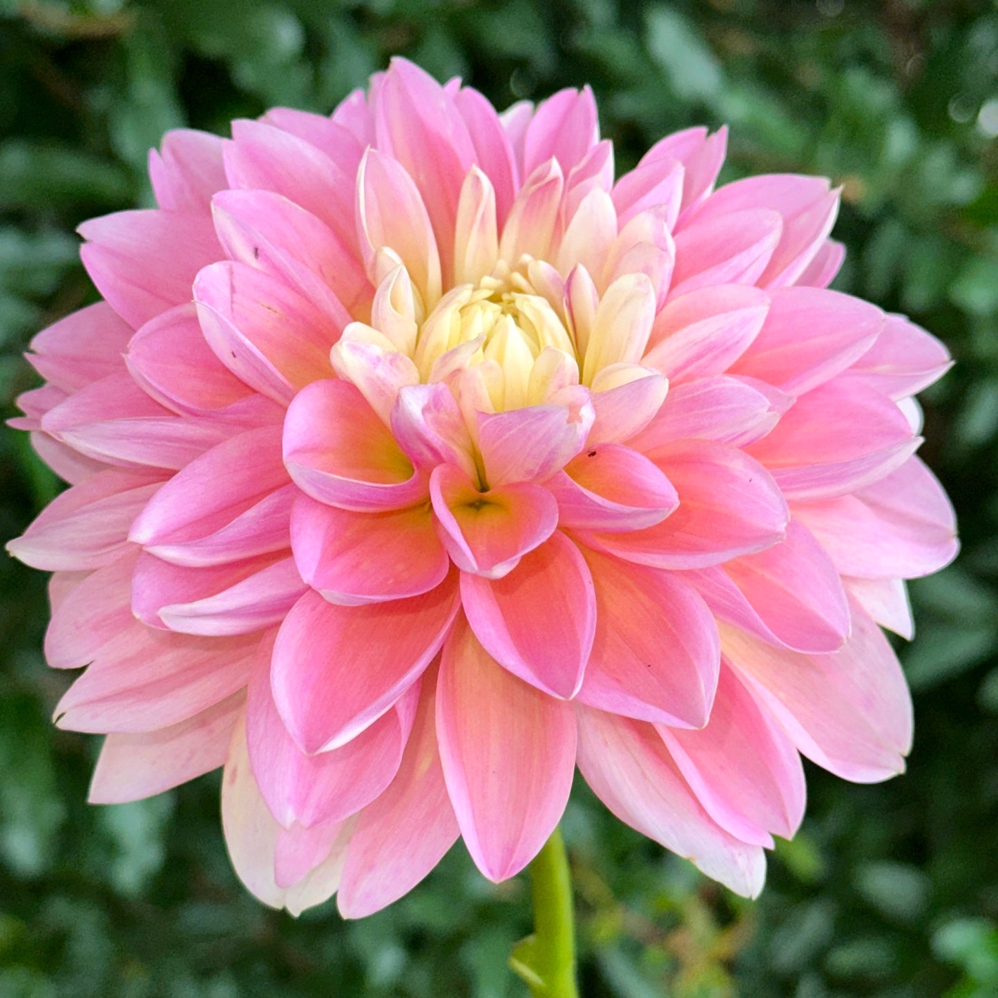 Gabbie’s Wish Dahlia (Limit 1 p.p)