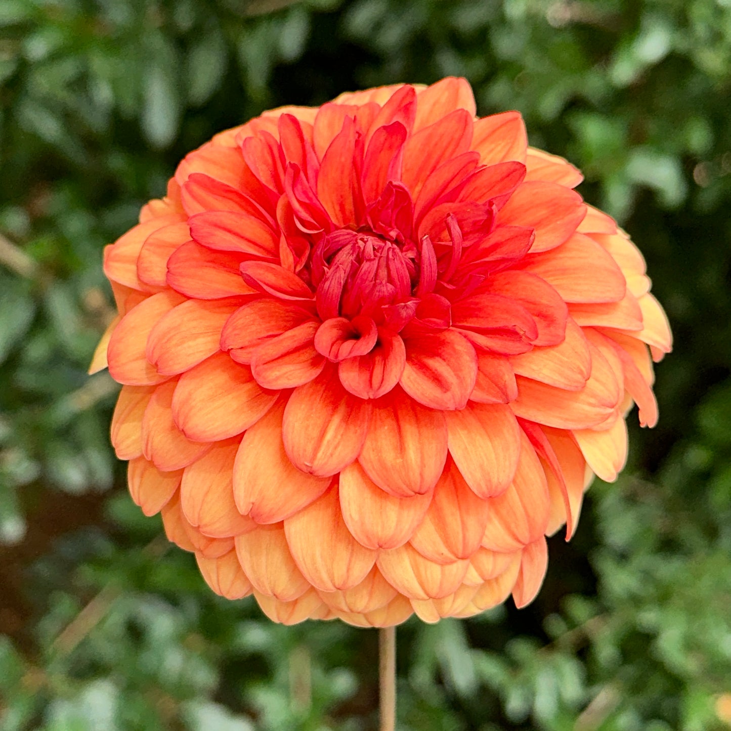 David Howard Dahlia Tuber