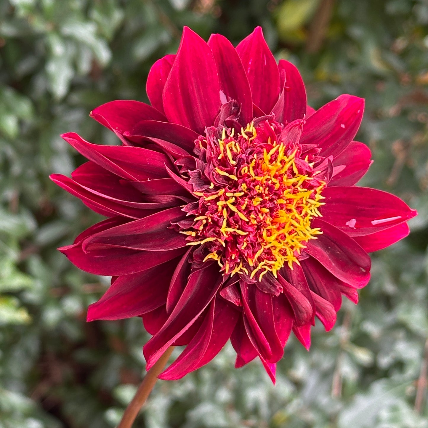 Soulman Dahlia Tuber