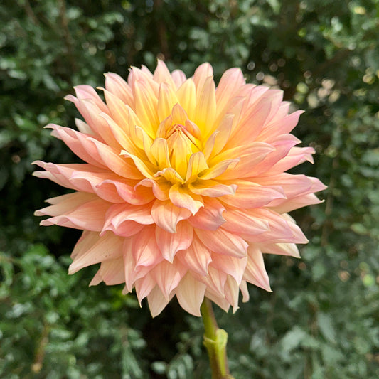 Rondeville Christopher Dahlia Tuber