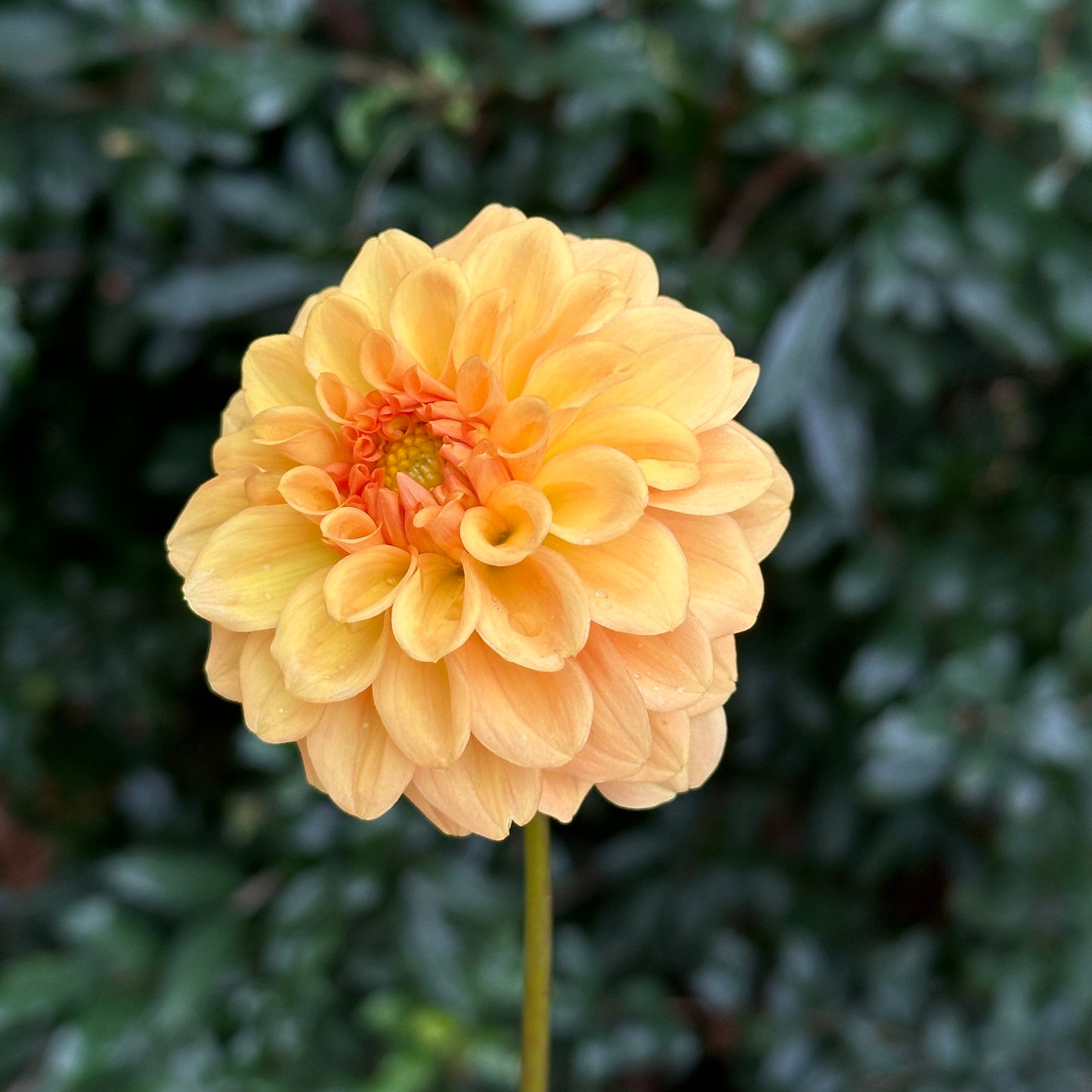 Golden Scepter Dahlia Tuber