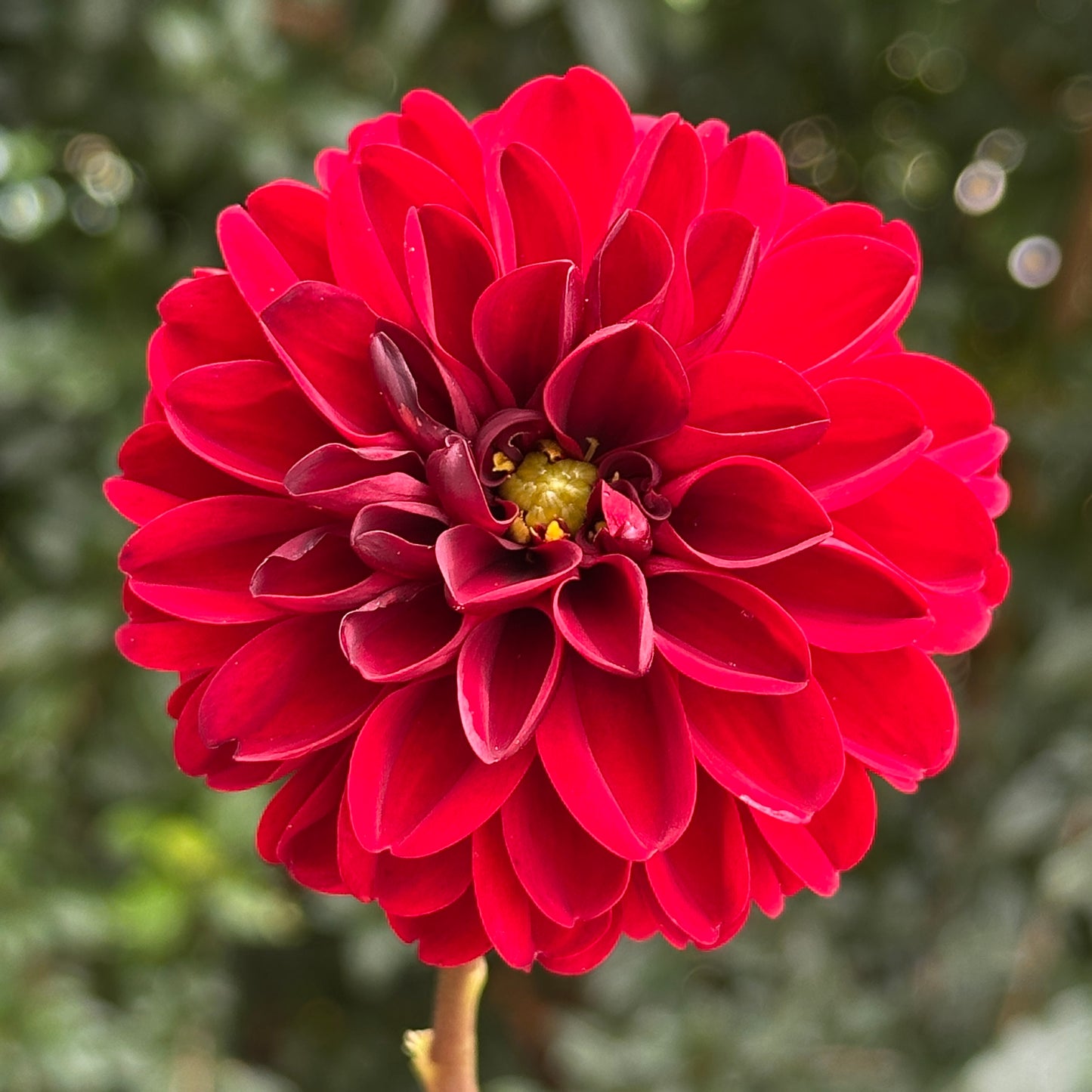 Dalaya Goa Dahlia Tuber
